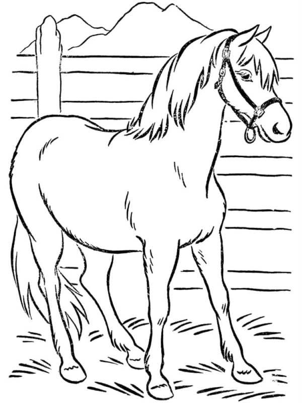 Cavallo · 8, disegno da colorare