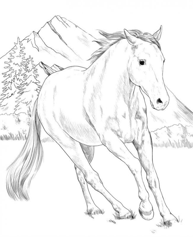 Cavallo · 7, disegno da colorare