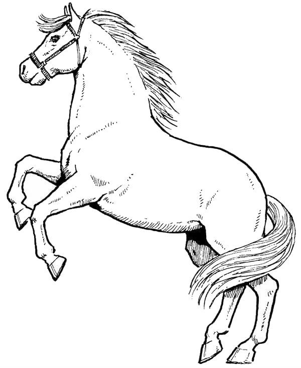 Disegno della galleria Animali