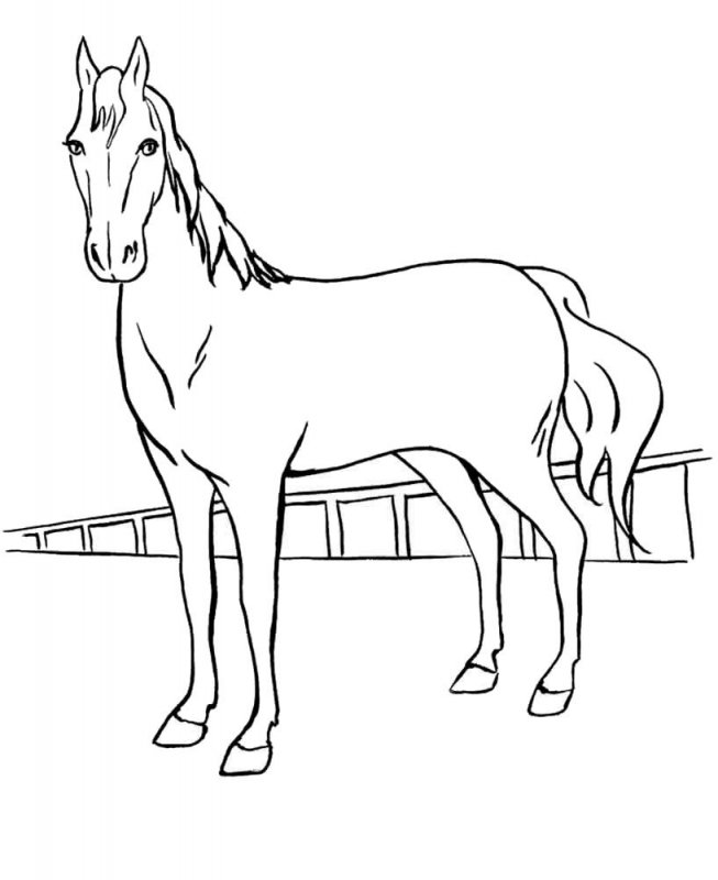 Cavallo · 5, disegno da stampare e colorare