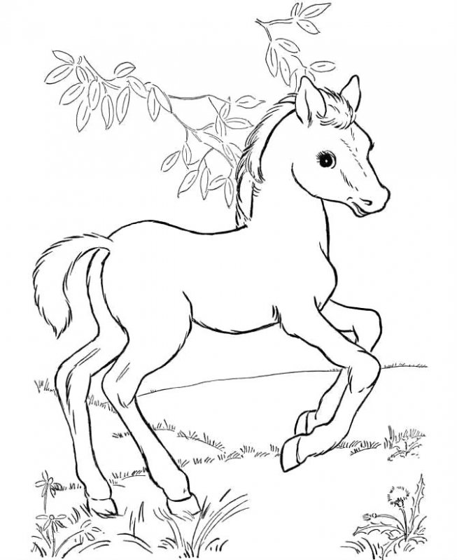 Cavallo · 1, disegno da stampare e colorare