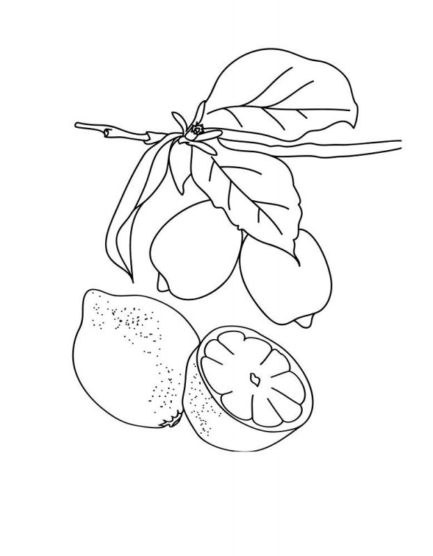 Limone · 5, disegno da stampare e colorare