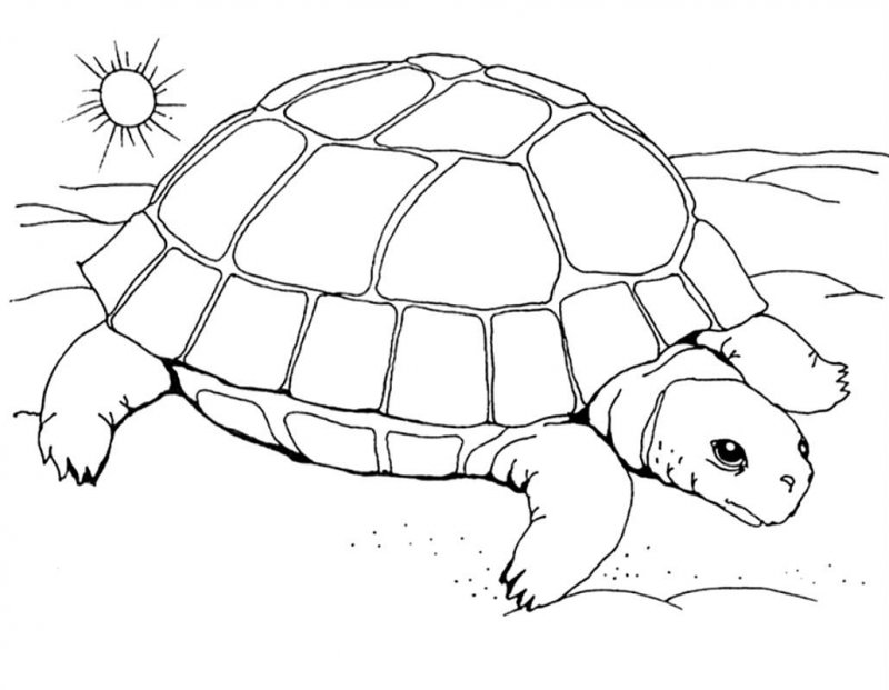 Tartaruga · 27, disegno da stampare e colorare