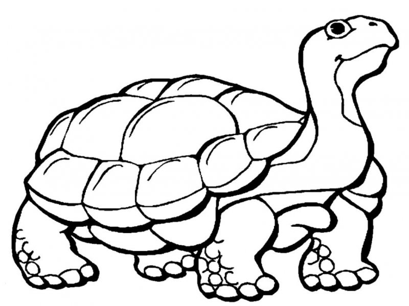 Tartaruga · 25, disegno da colorare