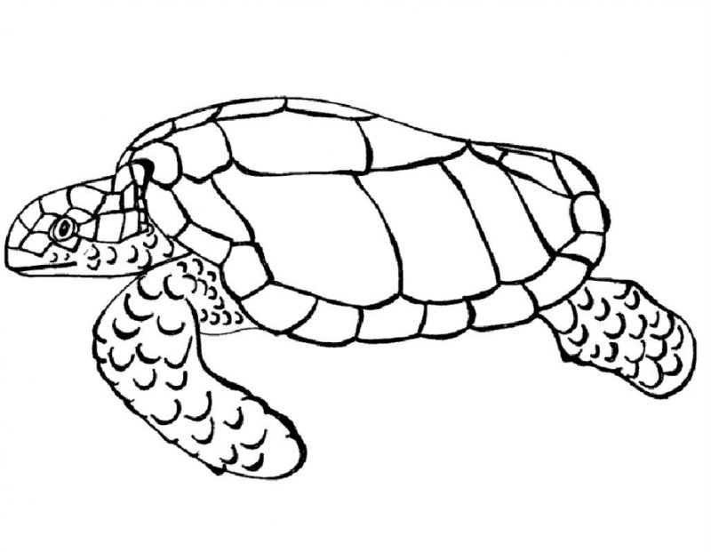 Tartaruga · 24, disegno da stampare e colorare