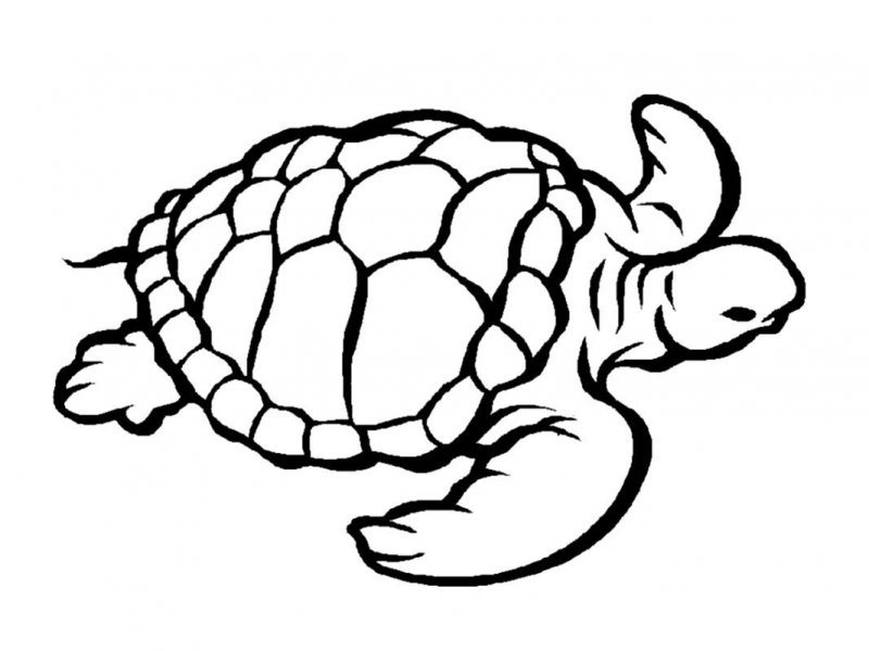 Tartaruga · 23, disegno da colorare