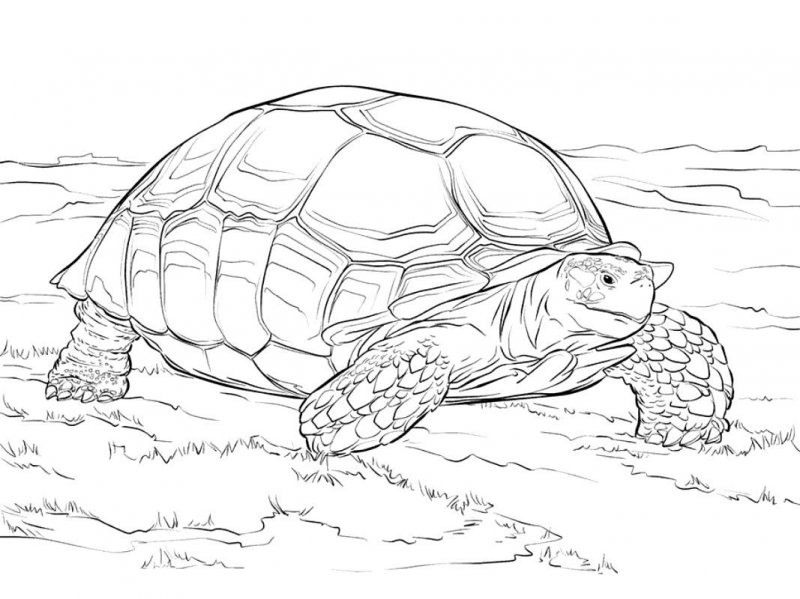Tartaruga · 22, disegno da colorare