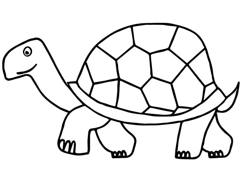 Tartaruga · 19, disegno da colorare