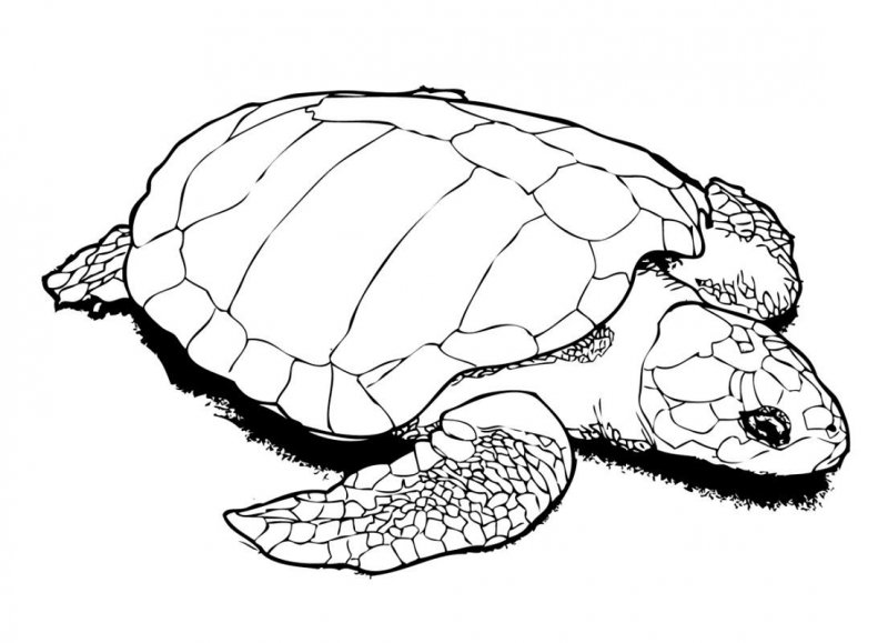 Tartaruga · 18, disegno da colorare