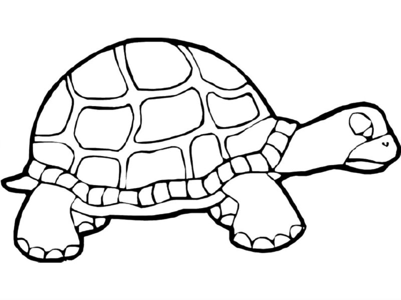 Tartaruga · 17, disegno da colorare