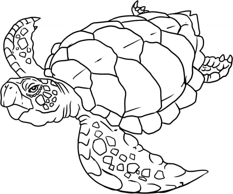 Tartaruga · 8, disegno da stampare e colorare