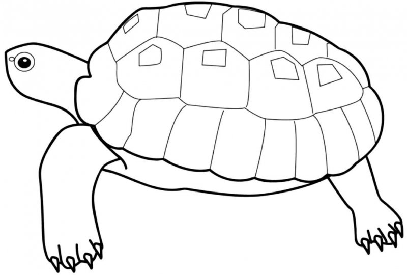 Tartaruga · 5, disegno da stampare e colorare
