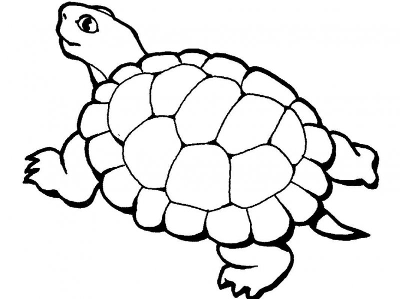 Tartaruga · 3, disegno da stampare e colorare
