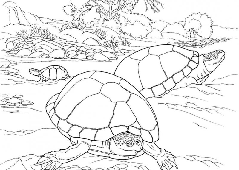 Tartaruga · 1, disegno da stampare e colorare