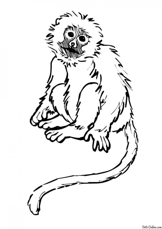 Scimia · 6, disegno da colorare