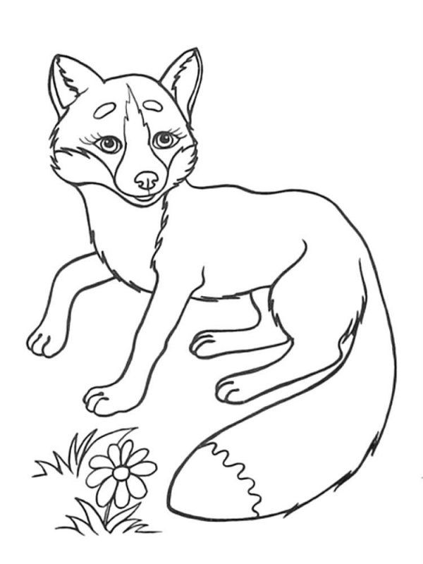 Volpe · 21, disegno da stampare e colorare