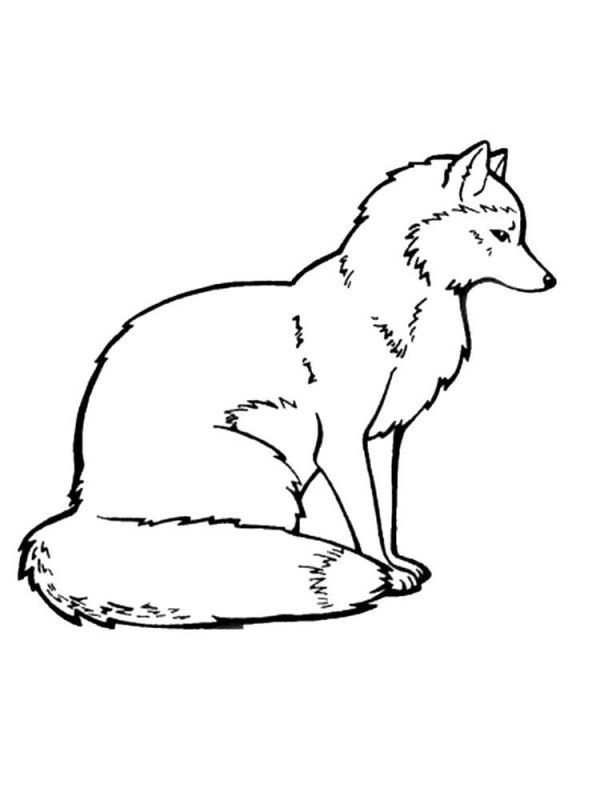 Volpe · 15, disegno da colorare