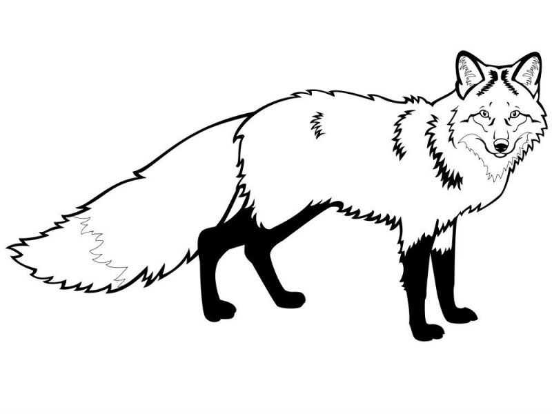 Volpe · 10, disegno da stampare e colorare
