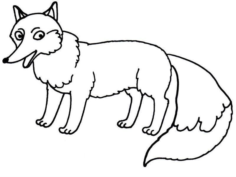 Volpe · 8, disegno da stampare e colorare