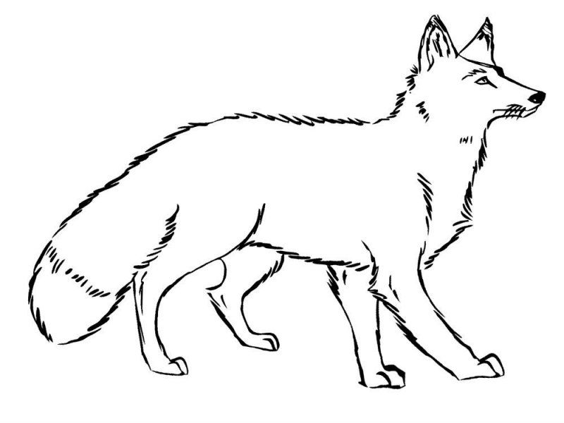 Volpe · 7, disegno da stampare e colorare