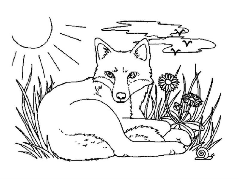 Volpe · 4, disegno da stampare e colorare