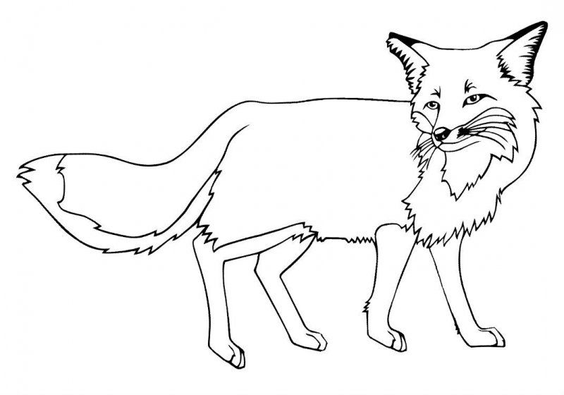 Volpe · 1, disegno da stampare e colorare